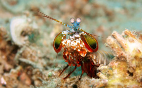 Mantis Shrimp HD Background Wallpaper 74946