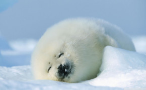 Seal Background Wallpapers 79200