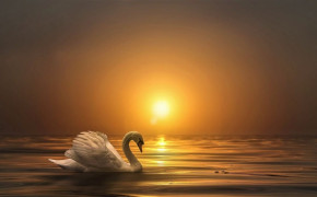 Mute Swan Background Wallpaper 75334
