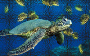 Sea Turtle Best Wallpaper 79138