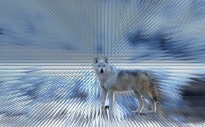 Arctic Wolf Background Wallpaper 73965