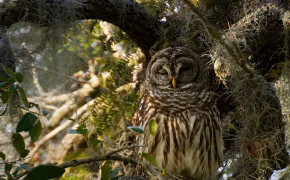 Barred Owl Background HD Wallpapers 74226