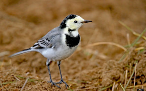 Wagtail HD Background Wallpaper 75885