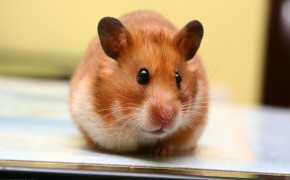 Hamster Rodent Wallpaper HD 07933