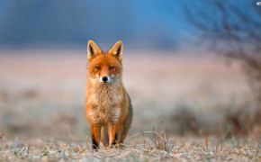 Red Fox Background Wallpaper 08061