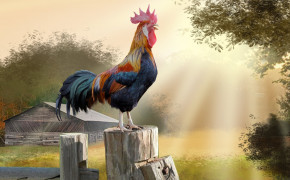 Rooster Background HD Wallpapers 78637