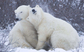 Polar Bear Desktop HD Wallpaper 75557