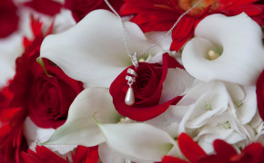 Red And White Rose Background Wallpaper 08054