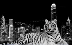 Black Tiger Background Wallpaper 07684