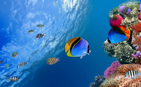 Tropical Fish HD Desktop Wallpaper 80792