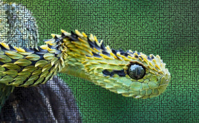 Viper Snake Wallpapers Full HD 75855