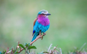 Lilac Breasted Roller Background Wallpaper 77752