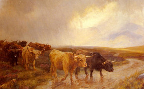 Highland Cattle Background Wallpaper 76675