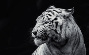White Tiger Wallpaper HD 08196