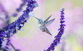 Purple Hummingbird Desktop HD Wallpaper 77921