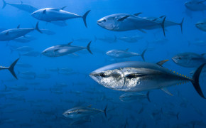 Tuna Fish Wallpaper 2560x1600 81772