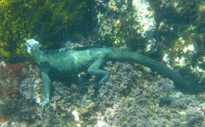 Marine Iguana High Definition Wallpaper 74966