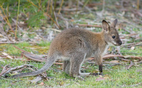 Rock Wallaby Widescreen Wallpapers 78617