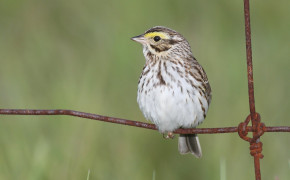 Henslows Sparrow Background HD Wallpapers 76623