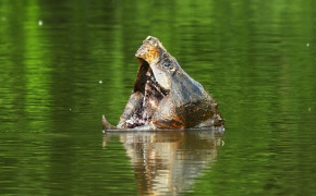 Alligator Snapping Turtle HD Wallpapers 73554