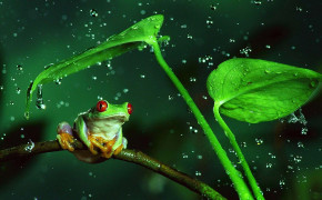 Poison Dart Frog HD Desktop Wallpaper 75542