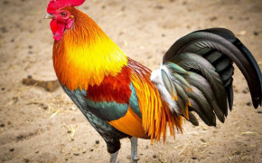 Rooster Wallpaper 78651