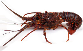 Lobster HD Wallpaper 74541
