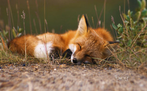 Red Fox Forest Wallpaper 08079