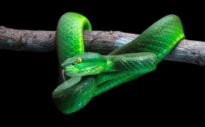 Smooth Green Snake Widescreen Wallpapers 79629