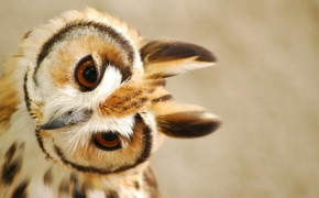Short Eared Owl Wallpaper HD 79487