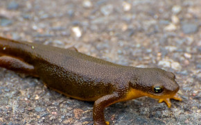 Rough Skinned Newt Widescreen Wallpapers 78770