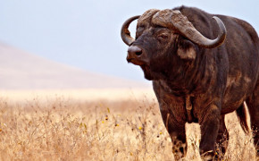 African Buffalo Wallpaper 1680x1050 80988