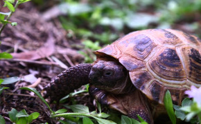 Russian Tortoise Images 08093