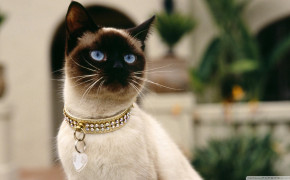 Siamese Cat Background HD Wallpapers 79509