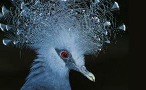 Victoria Crowned Pigeon Background Wallpapers 80943