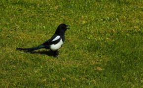 Magpie Background Wallpapers 74680