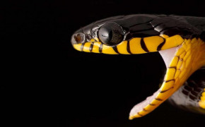 Viper Snake Desktop HD Wallpaper 75844