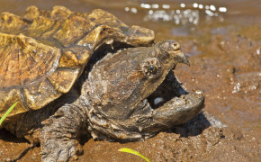 Alligator Snapping Turtle Wallpaper 73557