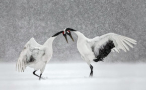 Red Crowned Crane Widescreen Wallpapers 78358