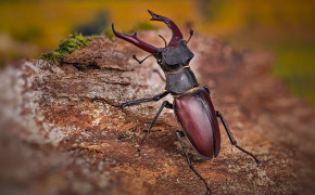 Stag Beetle High Definition Wallpaper 79964