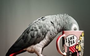 African Grey Parrot Best HD Wallpaper 73391