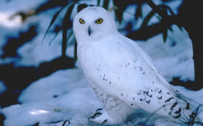 Snowy Owl Background Wallpaper 79698