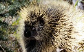 Porcupine Wallpapers Full HD 75625