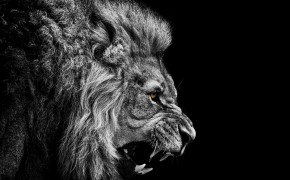 Black Lion Best HD Wallpaper 76095