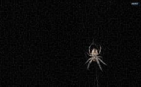 Spider HD Wallpaper 79807
