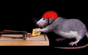 Rat Background Wallpaper 78086
