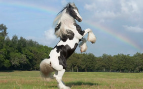 Gypsy Horse Wallpapers Full HD 76484