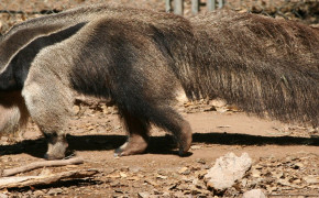 Anteater Widescreen Wallpapers 73894