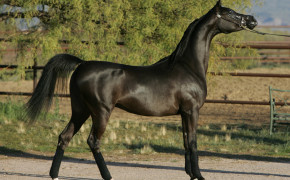 Arabian Horse Desktop Wallpaper 07561