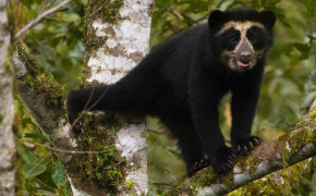 Spectacled Bear Wallpapers Full HD 79781